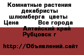 Комнатные растения, декабристы (шлюмберга) цветы › Цена ­ 300 - Все города  »    . Алтайский край,Рубцовск г.